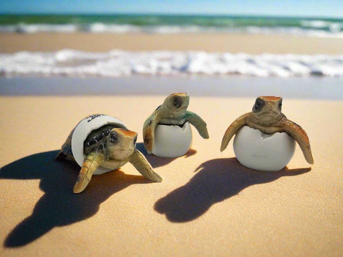 Turtle/Baby/Hatchin