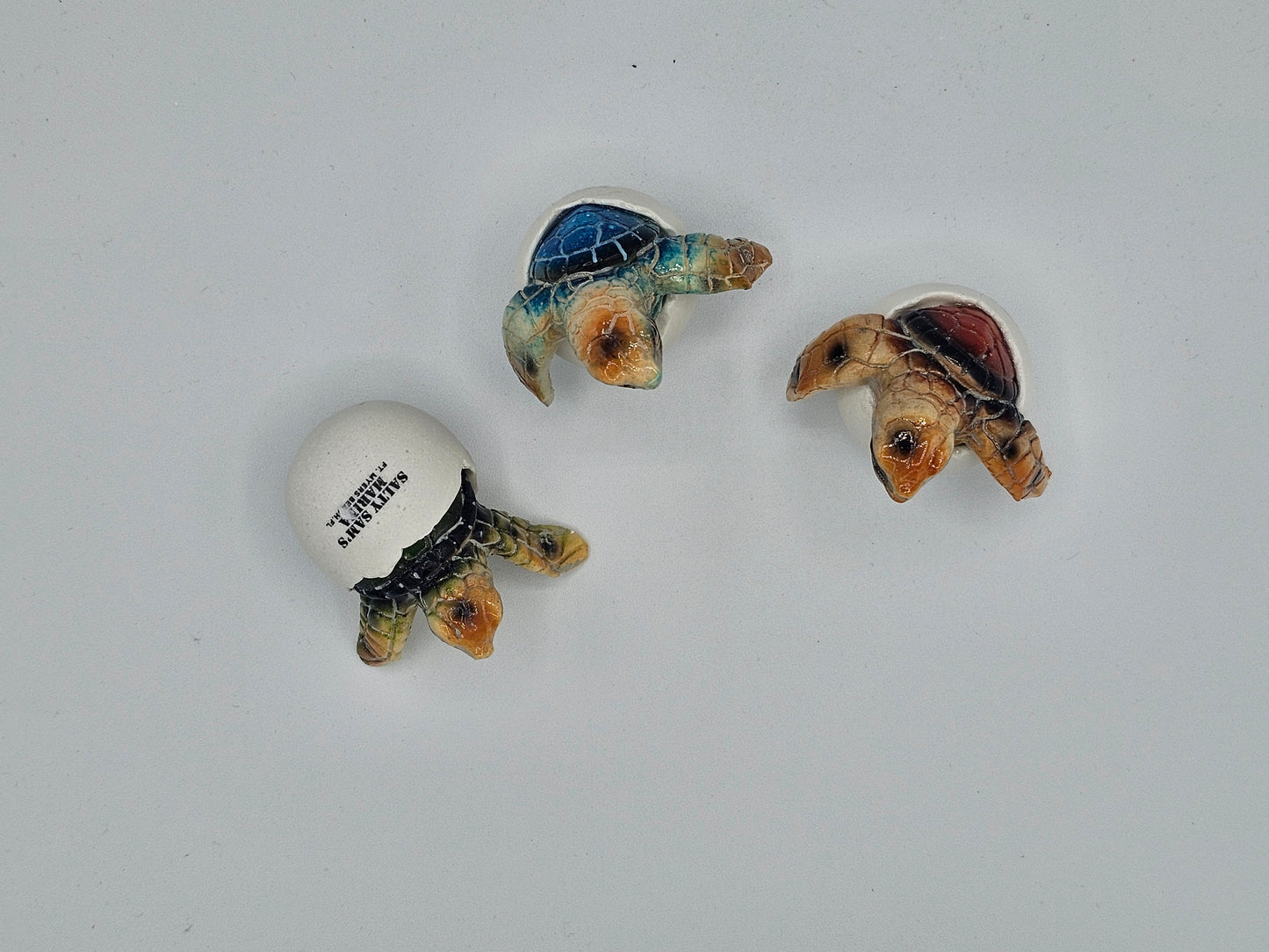Turtle/Baby/Hatchin