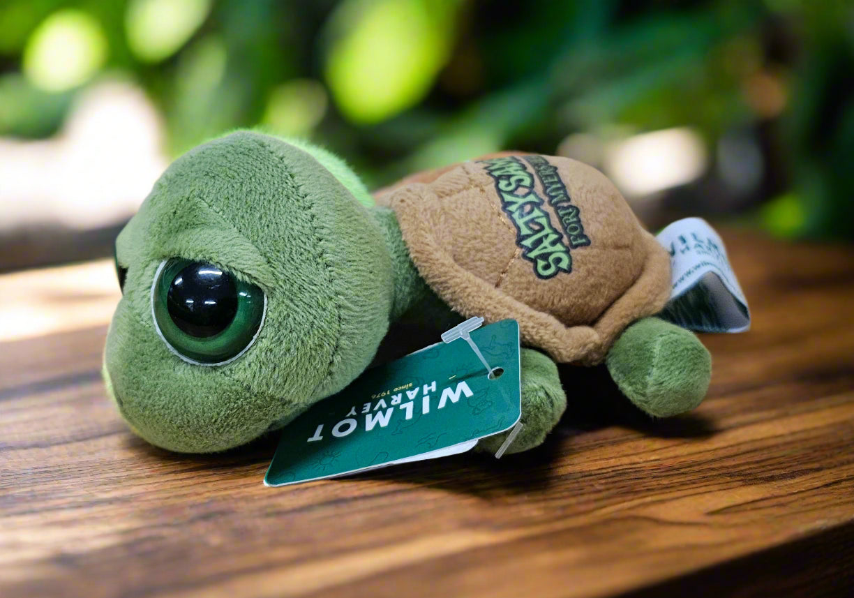 Big Eyed Turtle