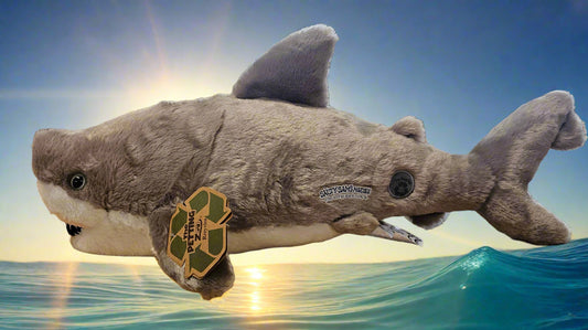 Great White Shark