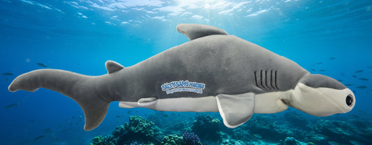 Med. Hammerhead Shark