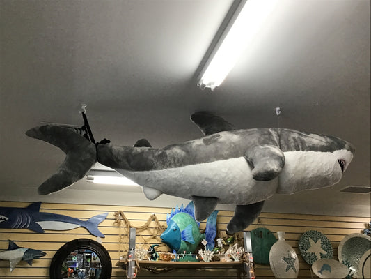 6' Great white Shark